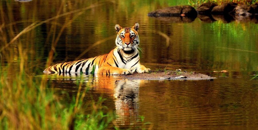 From Delhi: 5-Day Tiger Safari & Golden Triangle Tour - What $153 buys you in practical terms
