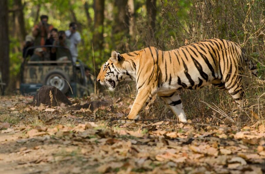 From Delhi: 5-Day Tiger Safari & Golden Triangle Tour - Day 4: Jaipur’s palaces, observatory, and water palace