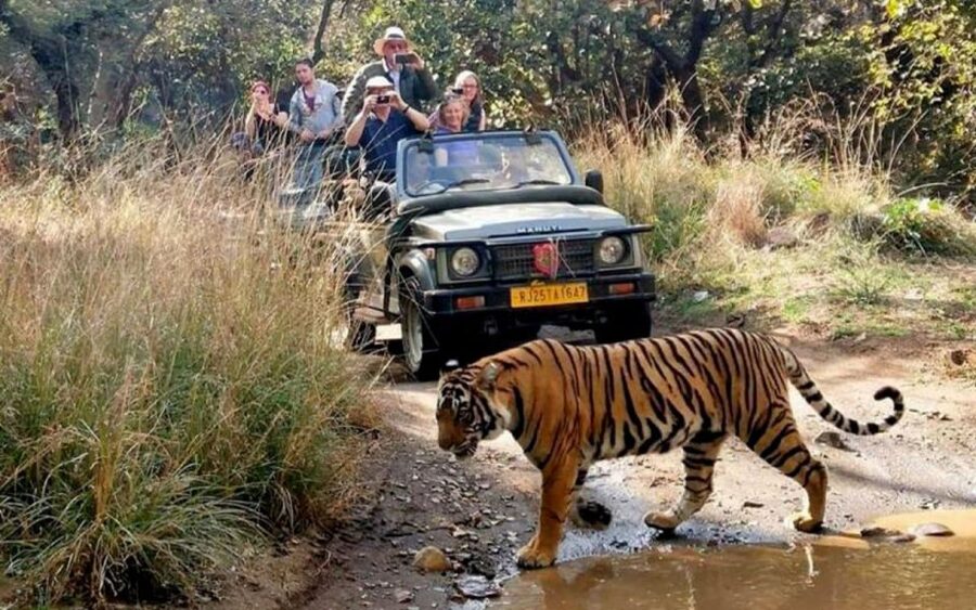 From Delhi: 6-Day Golden Triangle Tour with Ranthambore - Why adding Ranthambore improves the Golden Triangle