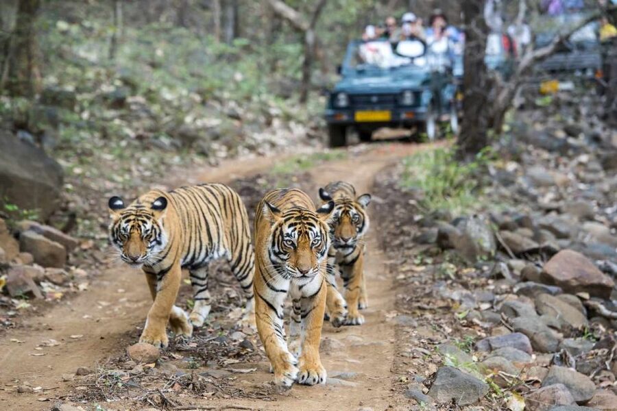 From Delhi: 6-Day Golden Triangle Tour with Ranthambore - Day 2: Sunrise at the Taj Mahal and Agra Fort