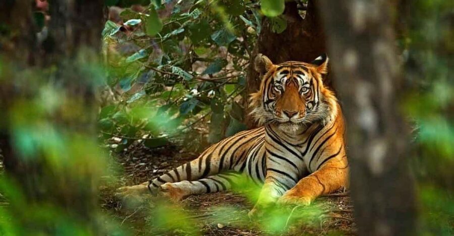 From Delhi: Ranthambore National Park Day Trip with Safari - Key points to know before you book