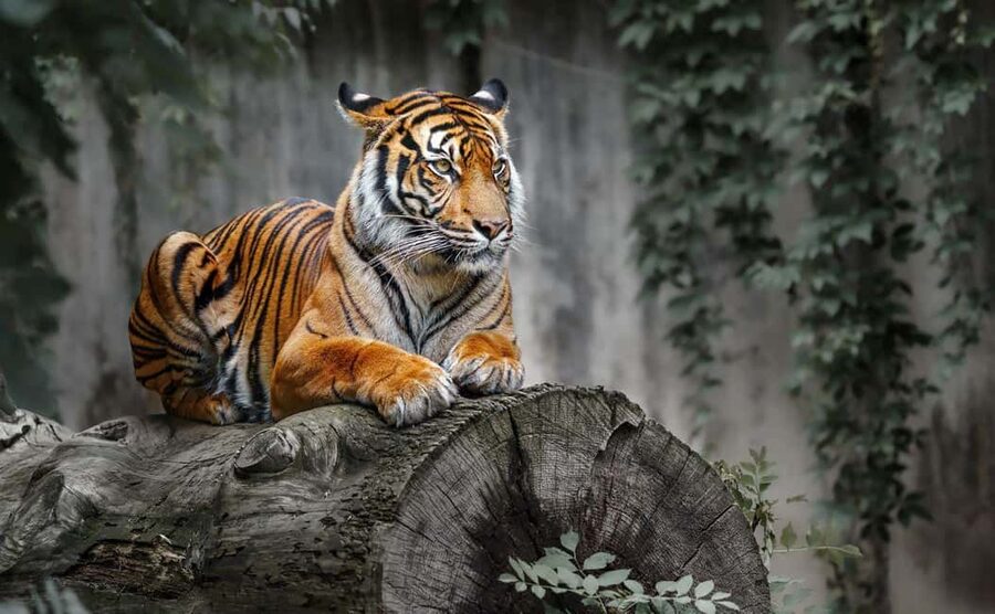 From Delhi: Ranthambore National Park Day Trip with Safari - Why Ranthambore makes this trip tempting