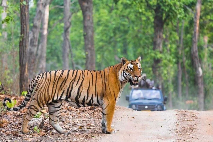 From Delhi: Ranthambore National Park Day Trip with Safari - Arrival, lunch, and the long wait problem