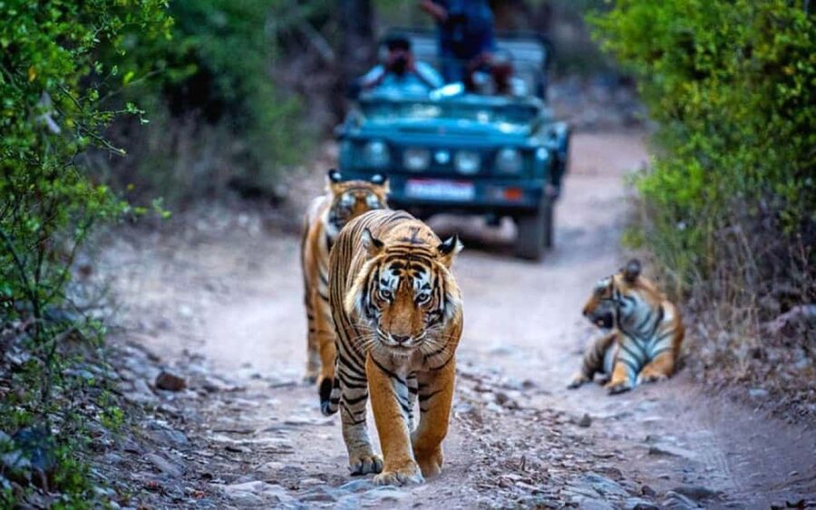 From Delhi: Ranthambore National Park Day Trip with Safari - The 5:00 AM departure from Delhi