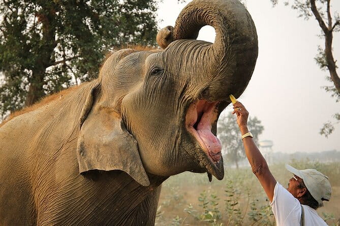 From Delhi: Sunrise Taj Mahal tour with Elephant Conservation - Key points to know before booking