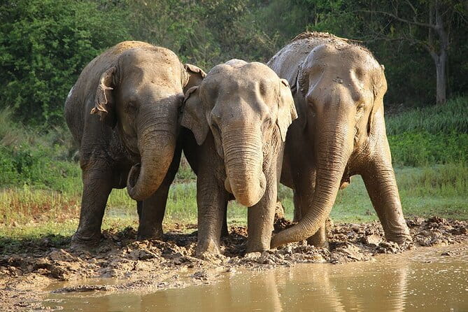 From Delhi: Sunrise Taj Mahal tour with Elephant Conservation - Seeing the Taj Mahal in the morning