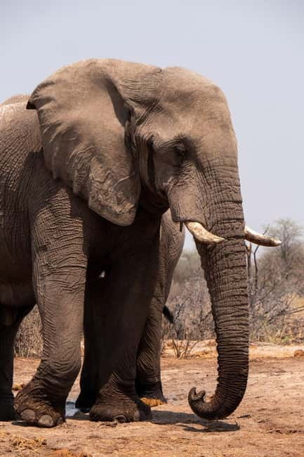 From Delhi: Taj Mahal Sunrise and Elephant Wildlife SOS Tour - Should you book the Taj Mahal and elephant tour?