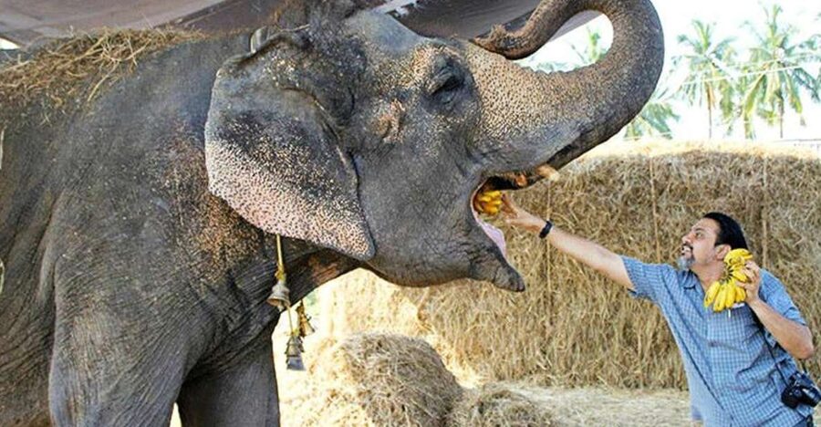 From Delhi: Taj Mahal Sunrise and Elephant Wildlife SOS Tour - Why the sunrise plan works so well
