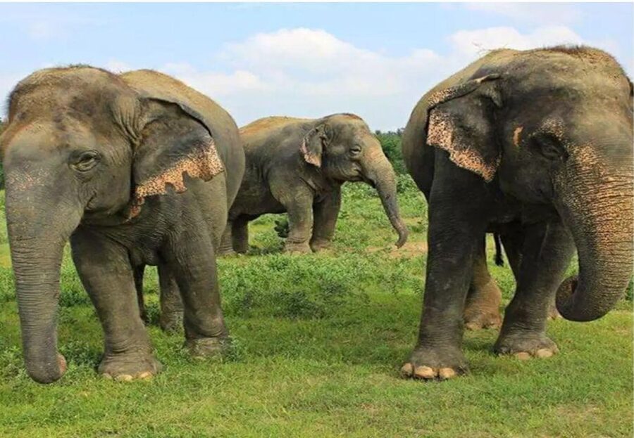 From Delhi: Taj Mahal Tour with Elephant Conservation Centre - What the $13 price really means