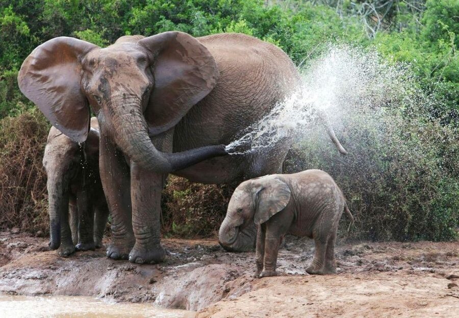 From Delhi: Taj Mahal Tour with Elephant Conservation Centre - The early road to Agra