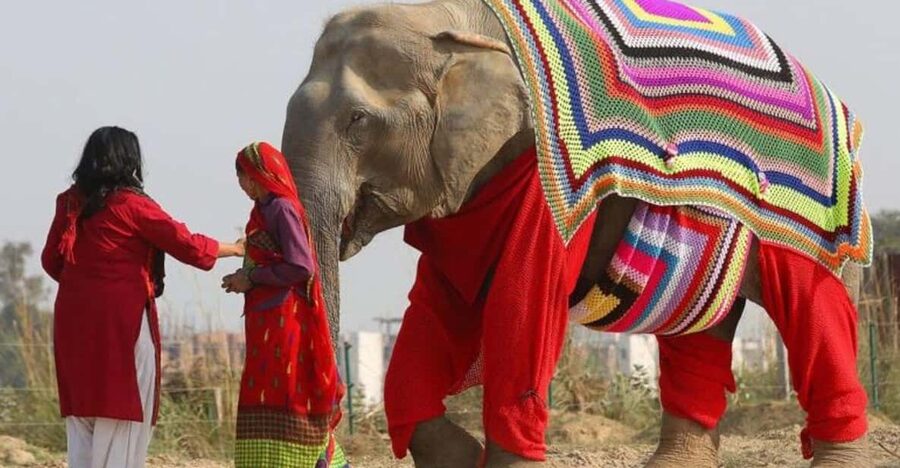 From Delhi: Taj Mahal with Photographer & Elephant SOS Tour - Key points to know before booking