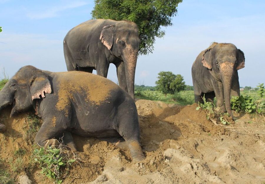 From New Delhi: Taj Mahal and Elephant Conservation Centre - Timing, comfort, and who should book