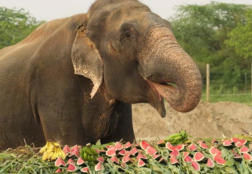 From New Delhi: Taj Mahal and Elephant Conservation Centre - Should you book this Taj Mahal and elephant center tour?
