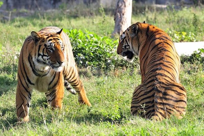Private 4-Day Ranthambhore Tiger Safari Tour to Agra and Jaipur from Delhi - Day two: the long road to Ranthambore