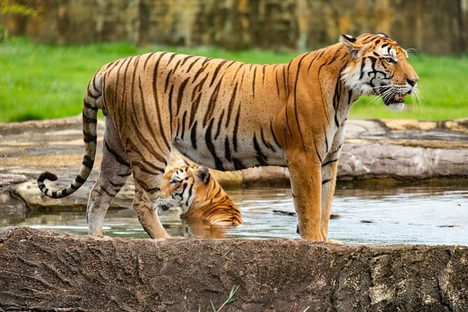 Private 4-Day Tiger Safari & Golden Triangle Tour from Delhi - Key points to know before booking