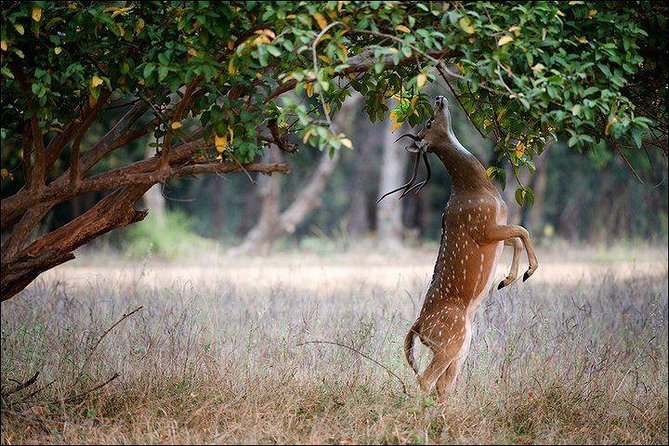 Private 5-Day Ranthambhore Tiger Tour from Delhi including the Taj Mahal, Agra and Jaipur - Two safaris give you a fair chance at a tiger