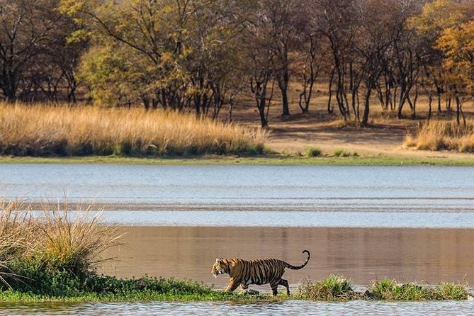 Private 5-Day Ranthambhore Tiger Tour from Delhi including the Taj Mahal, Agra and Jaipur - Jaipur brings forts, astronomy, and royal style