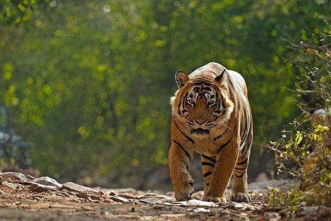 Private 6-Day Ranthambhore Tiger Tour including Delhi, Agra and Jaipur - Guides, comfort, and the tour’s real pace