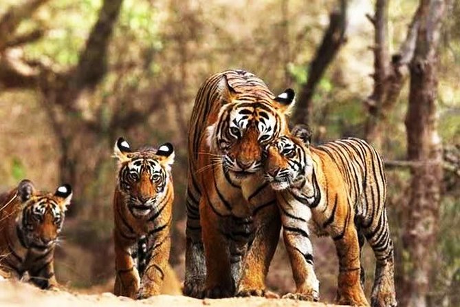 Private 6-Day Ranthambhore Tiger Tour including Delhi, Agra and Jaipur - Day 2: The Taj Mahal before breakfast