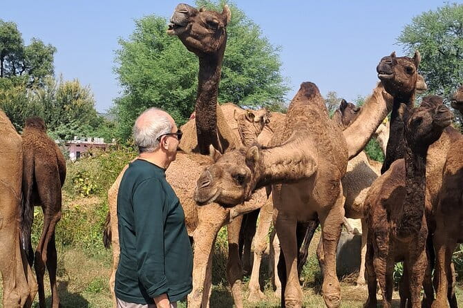 Private Golden Triangle Tour 5 Nights/6 Days - All Inclusive - Day 1: A gentle arrival in Delhi