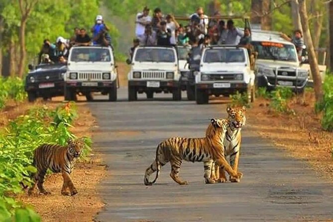 Private Tour from Delhi to Sariska Safari and Jaipur (1N/2D) - What happens inside Sariska Tiger Reserve