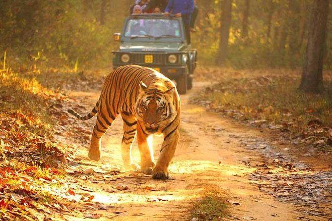 Ranthambhore Tiger Tour of Delhi, Agra, and Jaipur 5 Star Hotel - What the 5-star price really covers