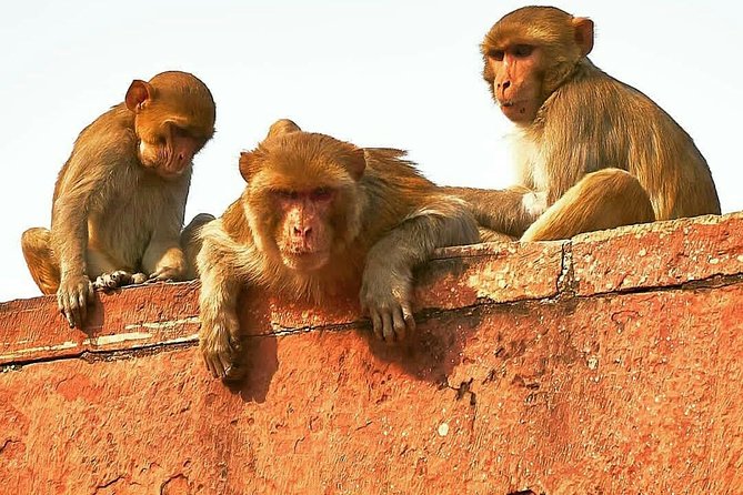 Skip The Line: Taj Mahal Sunrise Tour from - Delhi (All-Inclusive) - Entering the Taj Mahal at sunrise