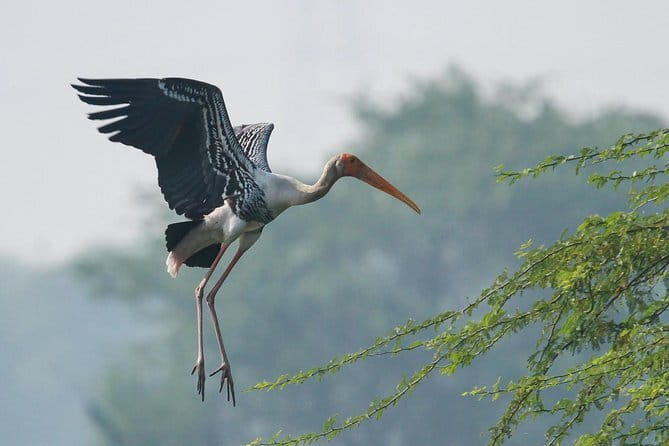 Sultanpur Bird Sanctuary Tour Near Delhi - Why Sultanpur works as a Delhi escape