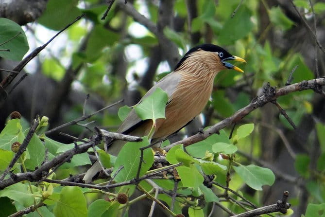 Sultanpur Bird Sanctuary Tour Near Delhi - Migratory birds, blue deer, and small mammals