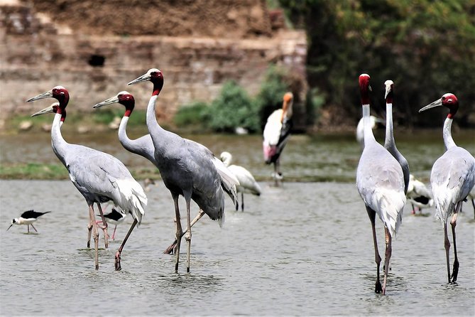 Sultanpur The wonder of Birding from Delhi - Sultanpur National Park, a small reserve with a big bird list