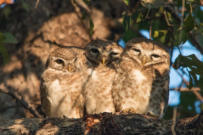 Sultanpur The wonder of Birding from Delhi - Three hours around the wetland and forest