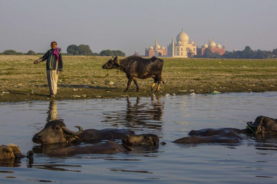 Taj Mahal, Agra Fort Day Tour with Transfers - Lunch between the major monuments