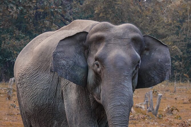 Taj Mahal with Wildlife SOS Elephant Conservation and Care Center - Why pair the Taj Mahal with rescued elephants?