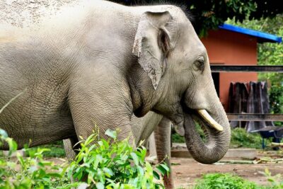 Taj Mahal with Wildlife SOS Elephant Conservation and Care Center