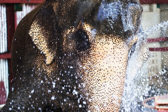 Taj Mahal with Wildlife SOS Elephant Conservation and Care Center - Private transport and the human side of the service